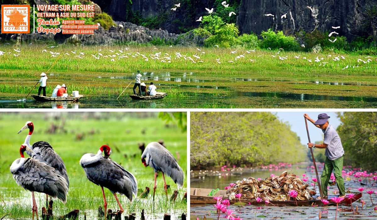 Meilleurs safaris au Vietnam Sud Parc national Tram Chim